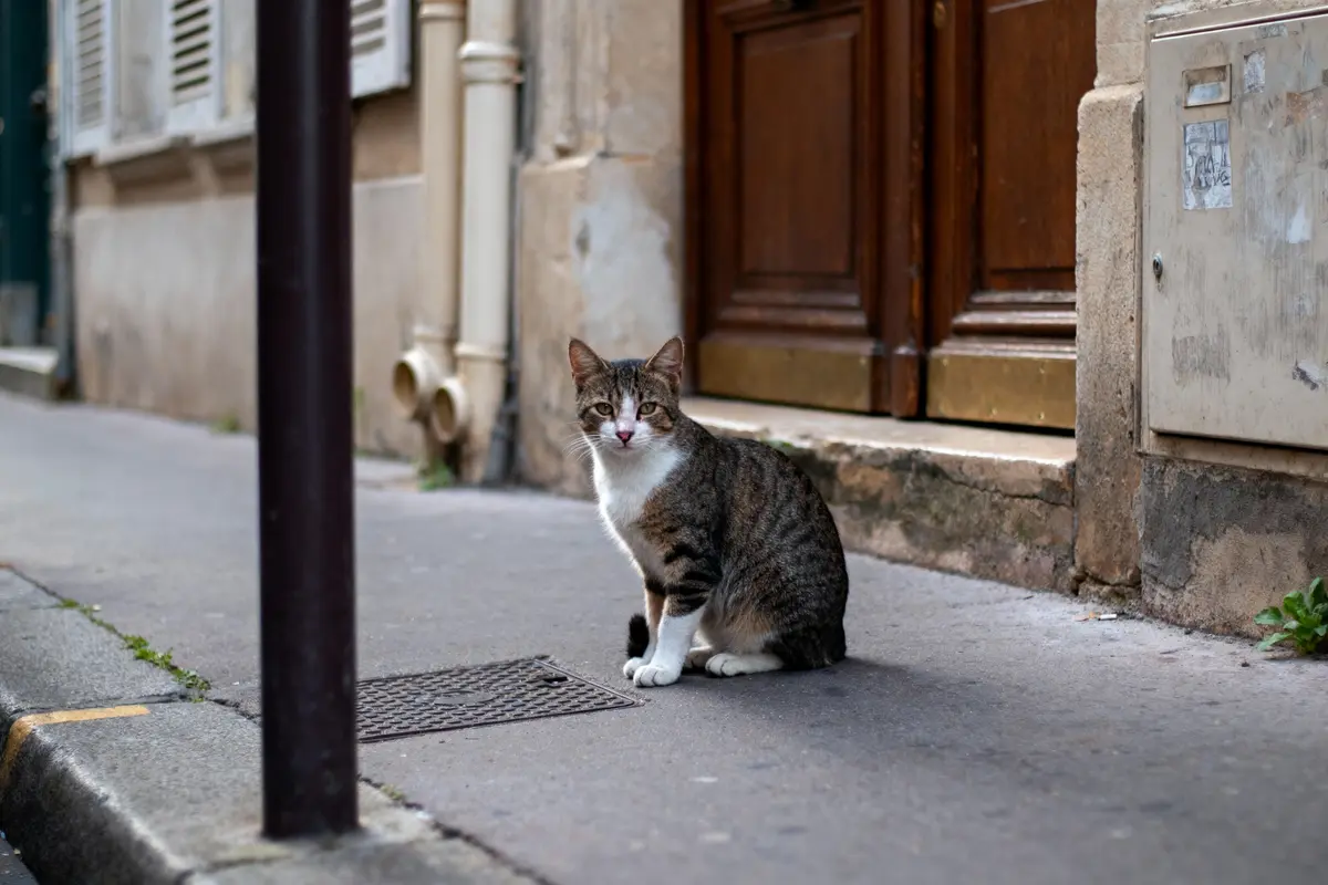 Chat tigré assis sur un trottoir, devant une porte en bois, dans une rue étroite.