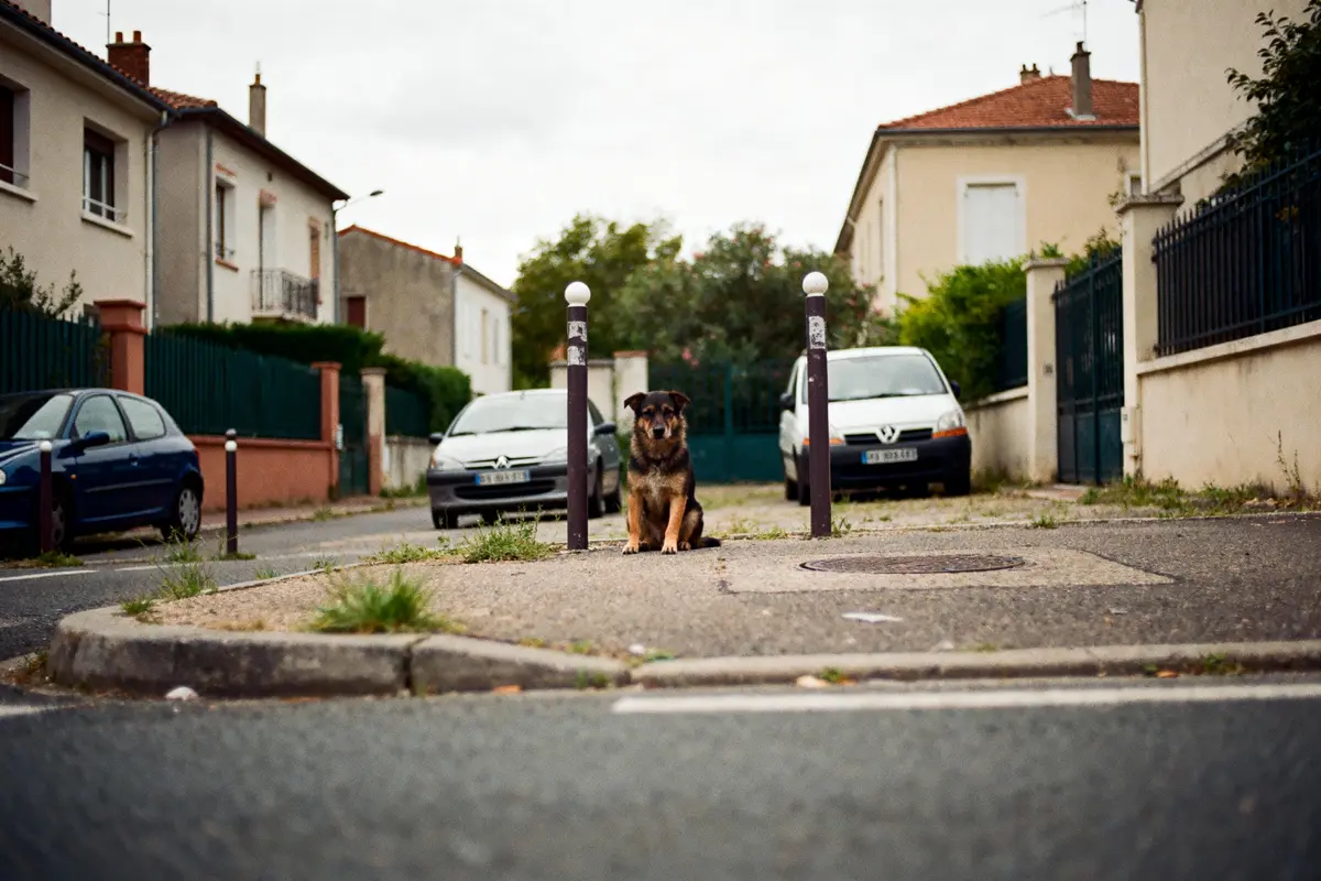 Chien assis entre deux poteaux sur une rue résidentielle avec voitures et maisons en arrière-plan.