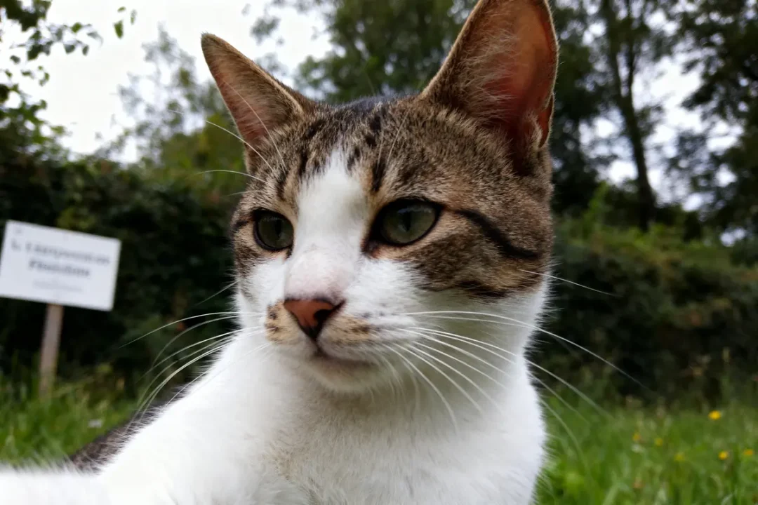 Chat rayé en gros plan avec fond arboré flou et pancarte illisible à gauche.